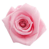 Baby Rose - S Rose - MODA FLORA